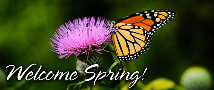 Monarch Butterly and Flower Welcome Spring