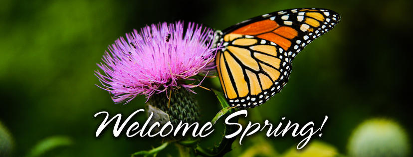 A butterfly with a mix or orange, yellow, white and black wings is resting on a purple flower. The text on this image reads "Welcome Spring!".